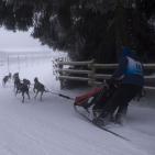 Závody psích spřežení<br>19.1.-20.1.2013